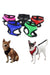 Comfort Control Small Dog Car Harness