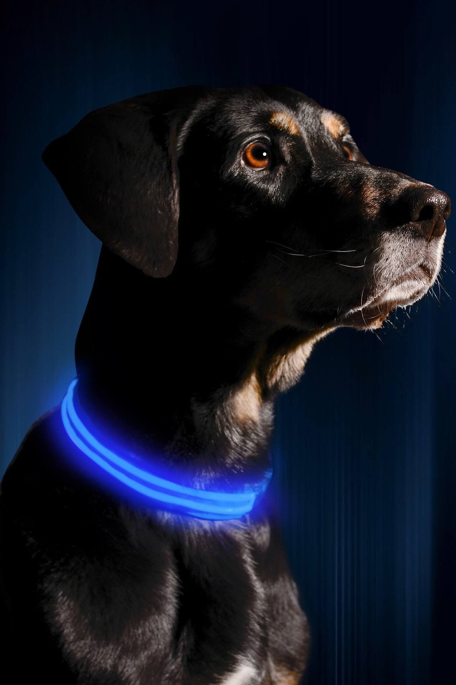 Led Glow Dog Collar USB Rechargeable